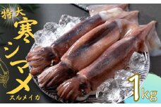 【寒シマメ 特大サイズ 350g-400g 3杯】 1kg以上 いか イカ スルメイカ 朝どれ寒シマメ 父の日 母の日 バーベキュー ギフト