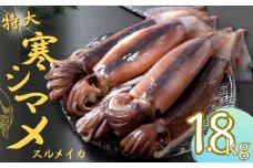 【寒シマメ 特大サイズ  まるごと5杯セット】  1.7kg〜2kg  いか イカ スルメイカ 朝どれ寒シマメ 父の日 母の日 バーベキュー ギフト