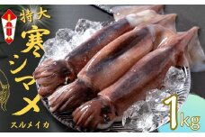 【のし付き スルメイカ丸ごと】朝どれ寒シマメ特大サイズ 丸ごと3杯セット 1.1kg～1.2kg いか イカ スルメイカ 父の日 母の日 バーベキュー ギフト