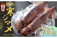【のし付き スルメイカ丸ごと】朝どれ寒シマメ特大サイズ 丸ごと2杯セット 700g〜800g いか イカ スルメイカ 父の日 母の日 バーベキュー ギフト