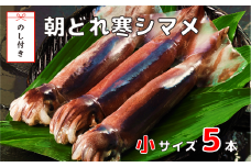 【のし付き】朝どれ寒シマメ小サイズセット（160-200ｇ×5）スルメイカ するめ 烏賊 いか イカ スルメ 刺身 イカ焼き