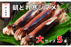 【のし付き】朝どれ寒シマメ大サイズセット（250-300ｇ×5）スルメイカ するめ いか イカ 烏賊 スルメ 刺身 イカ焼き