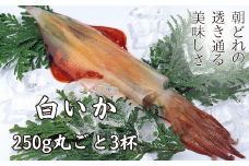 【高級白いか丸ごと 250g×3杯セット】ぷりぷり甘い高級白いかを朝どれ鮮度でお送りします! いか イカ 白いか ケンサキイカ 刺身 父の日 母の日 バーベキュー ギフト