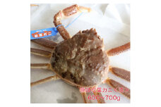 隠岐松葉カニ600～700g〈活〉