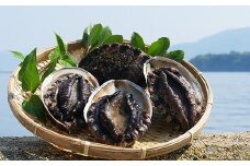 島獲れ天然活アワビ 約1キロセット 日本海の離島が誇る極上アワビを皆様の食卓へ　栄養満点な昆布を食べて育つ美味しいアワビです！
冷蔵便 活アワビ 鮑 貝 海鮮 BBQ 刺身 ステーキ 肝醤油 バーベキュー ギフト お中元 御中元 島アワビ 活アワビ 新鮮 贈答用　
