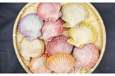 食卓に彩りを添える、まるで海の宝石「隠岐のヒオウギ貝」アウトドア キャンプ 海鮮BBQ 魚貝 生 貝殻付 活 貝柱 酒蒸し バーベキュー 海の幸 ホタテ