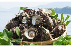 コリ旨！獲れたて鮮度抜群 島獲れ活サザエ2.5kg大満足セット - 磯の香りと海の恵みを食卓へ
冷蔵便 サザエ 栄螺 貝 海鮮 BBQ さざえご飯 壺焼き 刺身 バーベキュー ギフト お中元 御中元　島サザエ　新鮮