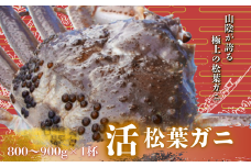 松葉ガニ 800～900g×1杯〈活〉松葉ガニ カニ 蟹 新鮮 旬 プレゼント 贈与 お祝い事 贈り物 年末年始 祝辞
