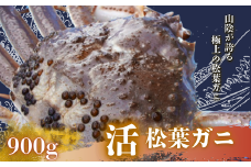隠岐松葉ガニ 900g〈活〉松葉ガニ カニ 蟹 新鮮 旬 プレゼント 贈与 お祝い事 贈り物 年末年始 祝辞