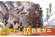 松葉カニ600g～700g×2杯〈活〉松葉ガニ タグ付き カニ 蟹 新鮮 旬 プレゼント 贈与 お祝い事 贈り物 年末年始 祝辞