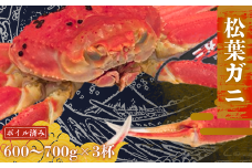 松葉カニ600g～700g×3杯〈ボイル〉松葉ガニ カニ 蟹 新鮮 旬 プレゼント 贈与 お祝い事 贈り物 年末年始 祝辞