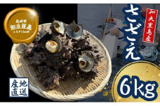 【知夫里島獲れ天然活さざえ6kgセット】隠岐諸島の新鮮なさざえをお届けします! 冷蔵便 サザエ 栄螺 貝 海鮮 BBQ さざえご飯 つぼ焼き 刺身 バーベキュー ギフト