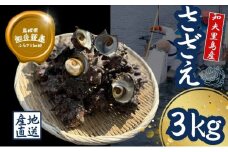【知夫里島獲れ天然活さざえ3kgセット】隠岐諸島の新鮮なさざえをお届けします! 冷蔵便 サザエ 栄螺 貝 海鮮 BBQ さざえご飯 つぼ焼き 刺身 バーベキュー ギフト