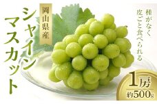 シャインマスカット 1房 約500g【数量限定300セット】【シャインマスカット シャイン マスカット 葡萄 ぶどう フルーツ 果物 数量限定 岡山県 おすすめ 人気 新鮮】
