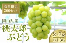 桃太郎ぶどう 1.3kg 【限定300セット】【瀬戸ジャイアンツ マスカット 葡萄 ぶどう フルーツ 果物 数量限定 岡山県 おすすめ 人気 新鮮】