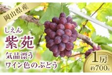 紫苑　１房（700g）【葡萄 ぶどう フルーツ 果物 数量限定 岡山県 おすすめ 人気 新鮮】