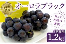 オーロラブラック1.2kg（ご家庭用）【数量限定200セット】【ぶどう 葡萄 フルーツ 果物 おすすめ 人気 岡山県産 数量限定 新鮮】
