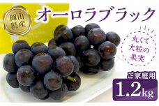 オーロラブラック1.2kg（ご家庭用）【数量限定200セット】【ぶどう 葡萄 フルーツ 果物 おすすめ 人気 岡山県産 数量限定 新鮮】