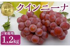 クインニーナ1.2kg（ご家庭用）【数量限定200セット】【ぶどう 葡萄 フルーツ 果物 おすすめ 人気 岡山県産 数量限定 新鮮】
