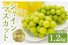 ご家庭用シャインマスカット1.2kg（2～3房）【数量限定300セット】【シャインマスカット マスカット シャイン ぶどう 葡萄 フルーツ 果物 おすすめ 人気 岡山県産 数量限定 新鮮】