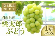 桃太郎ぶどう1房（約500ｇ）【数量限定200セット】【シャインマスカット シャイン マスカット 葡萄 ぶどう フルーツ 果物 数量限定 岡山県 おすすめ 人気 新鮮】