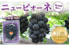 ぶどう 2025年 先行予約 ニュー ピオーネ 1房（1房約600g前後） 産地直送 ブドウ 葡萄  岡山県産 国産 フルーツ 果物 ギフト たけまさぶどう園