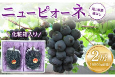 ぶどう 2025年 先行予約 ニュー ピオーネ 2房（1房約650g前後） 産地直送 ブドウ 葡萄  岡山県産 国産 フルーツ 果物 ギフト たけまさぶどう園