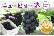 ぶどう 2025年 先行予約 ご家庭用 ニュー ピオーネ 合計2kg以上  産地直送 ブドウ 葡萄  岡山県産 国産 フルーツ 果物 たけまさぶどう園