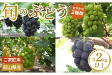 ぶどう 2025年 先行予約 ご家庭用 旬のぶどう 2種類 合計2kg以上 産地直送 ブドウ 葡萄  岡山県産 国産 フルーツ 果物 たけまさぶどう園