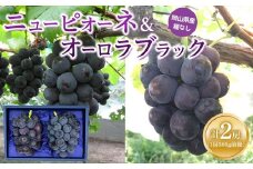ぶどう 2025年 先行予約 ニュー ピオーネ 1房と オーロラブラック 1房（1房500g前後） 産地直送 ブドウ 葡萄  岡山県産 国産 フルーツ 果物 ギフト たけまさぶどう園