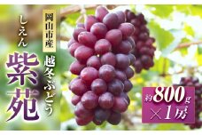 【受付停止中】五果苑 越冬ぶどう 紫苑（しえん）1房（1房約800g）