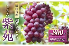 【受付停止中】五果苑 越冬ぶどう【ご家庭用】紫苑（しえん）切房詰め合わせ 約800g