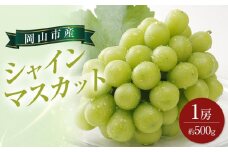 ぶどう 2025年 先行予約 シャイン マスカット 1房 約500g ブドウ 葡萄  岡山市産 国産 フルーツ 果物 ギフト