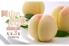 桃 2026年 岡山の 白桃 大玉3玉 早生種 合計約840g 【白桃 桃 もも 岡山県産 国産 フルーツ 果物 新鮮 おすすめ 人気 岡山県 岡山市 国産 先行予約 ギフト 大玉】