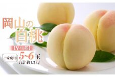 桃 2025年 先行予約 ご家庭用 岡山の 白桃 早生種 5～6玉 合計約1.3kg もも モモ 岡山県産 国産 フルーツ 果物 ギフト