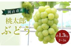 ぶどう 2025年 先行予約 桃太郎 ぶどう 約1.3kg 2～3房 ｜フルーツ 果物 くだもの ぶどう ブドウ 葡萄 食品 人気 おすすめ 先行予約 岡山 岡山県産 国産 送料無料 ギフト 贈り物 贈答品 プレゼント ぶどう ブドウ