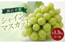 ぶどう 2025年 先行予約 シャイン マスカット約1.3kg 2～3房 ブドウ 葡萄  岡山市産 国産 フルーツ 果物 ギフト