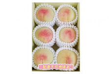 くぼ農園 白桃 セレクション 約1.5kg｜フルーツ 果物 くだもの もも モモ 桃 白桃 食品 人気 おすすめ 送料無料 ギフト 贈り物 贈答品 プレゼント 果物 もも モモ 桃 国産 岡山県産 岡山 もも モモ 桃 白桃