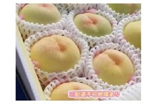くぼ農園 白桃 セレクション 約3.0kg｜フルーツ 果物 くだもの もも モモ 桃 白桃 食品 人気 おすすめ 送料無料 ギフト 贈り物 贈答品 プレゼント 果物 もも モモ 桃 国産 岡山県産 岡山 もも モモ 桃 白桃