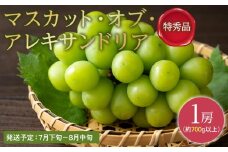 ぶどう 2025年 先行予約特秀品 マスカット ・オブ・アレキサンドリア 1房700g以上 マスカット ブドウ 葡萄  岡山県産 国産 フルーツ 果物 ギフト