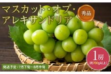 ぶどう 2025年 先行予約秀品 マスカット ・オブ・アレキサンドリア  1房700g以上 マスカット ブドウ 葡萄  岡山県産 国産 フルーツ 果物 ギフト