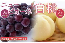 桃 ぶどう 2025年 先行予約 白桃 2玉（1玉200g以上） ニュー ピオーネ 2房（合計約940g）詰合せ｜フルーツ 果物 くだもの もも ぶどう モモ ブドウ 桃 葡萄 白桃 ピュオーネ ニューピュオーネ 2玉 2房 計約940g食品 人気 おすすめ 送料無料 ギフト 贈り物 贈答品 プレゼント 