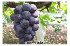 岡山県産 贈答用ニューピオーネ 2kg（3～5房） 加温ハウス栽培 フルーツ ぶどう 葡萄 ひらた農園 2024年