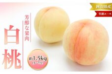 桃 2025年 先行予約 白桃 等級 エース 約1.5kg 5～7玉入り もも モモ 岡山 国産 フルーツ 果物 桃茂実苑