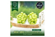 ぶどう 2025年 先行予約 シャイン マスカット 1房（700g以上）【第1回全国ぶどう選手権入賞】| 贈答クラス  ブドウ 葡萄  岡山県産 国産 フルーツ 果物 ギフト OEC KINGDOM ぶどう家