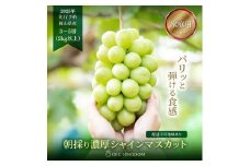 ぶどう 2025年 先行予約 ［ご家庭用］ シャイン マスカット3～5房（合計2kg以上）【第1回全国ぶどう選手権入賞】| ブドウ 葡萄  岡山県産 国産 フルーツ 果物 OEC KINGDOM ぶどう家