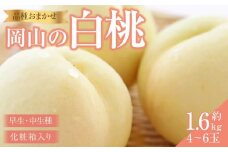 桃 2025年 先行予約 岡山の 白桃（早生、中生種）約1.6kg 4~6玉 もも モモ 岡山県産 国産 フルーツ 果物 ギフト 横木農園