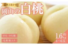 桃 2026年 岡山の 白桃（早生、中生種）約1.6kg 4~6玉 もも モモ 岡山県産 国産 フルーツ 果物 ギフト 横木農園