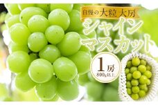 ぶどう 2025年 先行予約 黒川農園 自慢 ! の 大粒 大房 シャイン マスカット 1房 800g以上 ブドウ 葡萄  岡山県産 国産 フルーツ 果物 ギフト