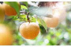 梨 2025年 先行予約 あたご梨 4～9玉 合計約4.5kg 贈答箱 ナシ なし 岡山県産 国産 フルーツ 果物 ギフト 石原果樹園